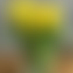 Gedanken einer natürlich Geborenen
im Jahr 2094
